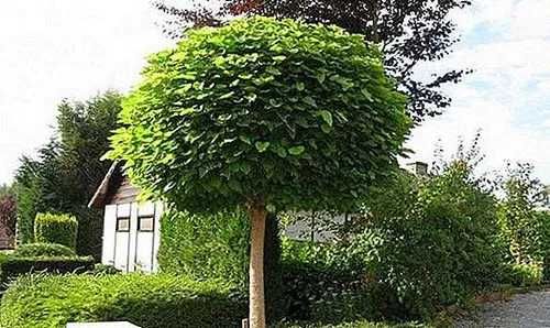 Katalpa Nana Catalpa, Surmia bignoniowa szczepione 1.5-2.3m