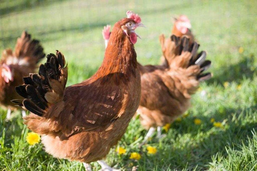 Kury Kokoszki Nioski