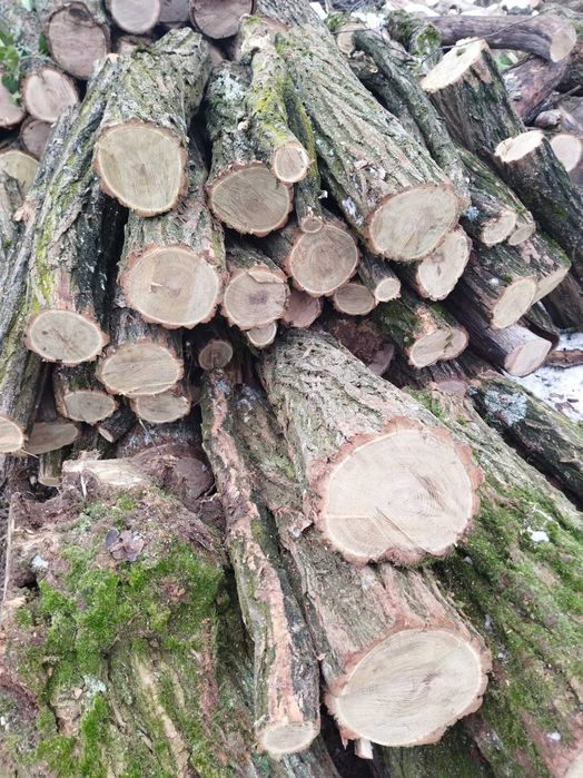 Дрова твердої породи