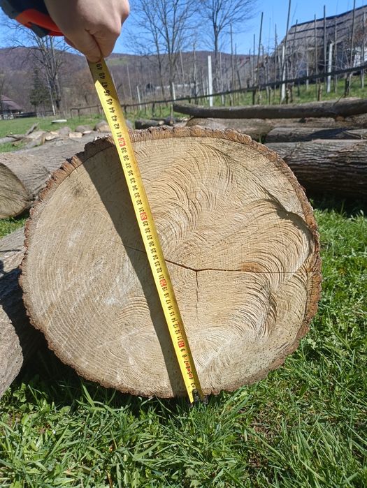 Липа, кругляк свіжоспил.