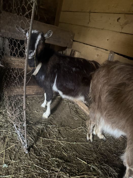 Продам чотири кози