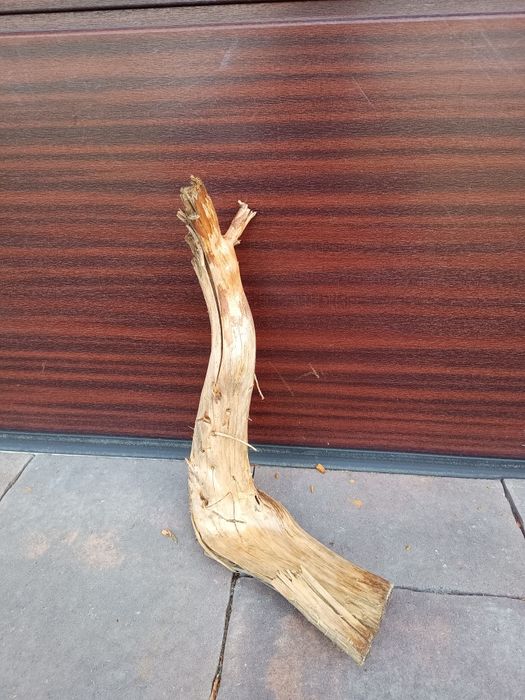 Naturalny konar do akwarium