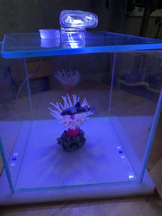 Аквариум для петушков новый