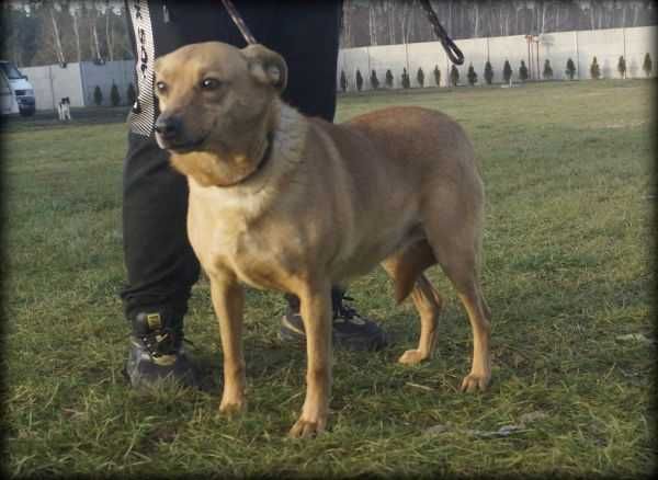 Rudzia - nieduża, kochana suczka szuka nowego domku