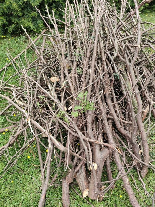 Drewno, gałęzie do oddania