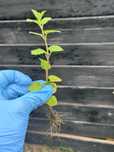 Kocimiętka nepeta, OLBRZYMIA sadzonki