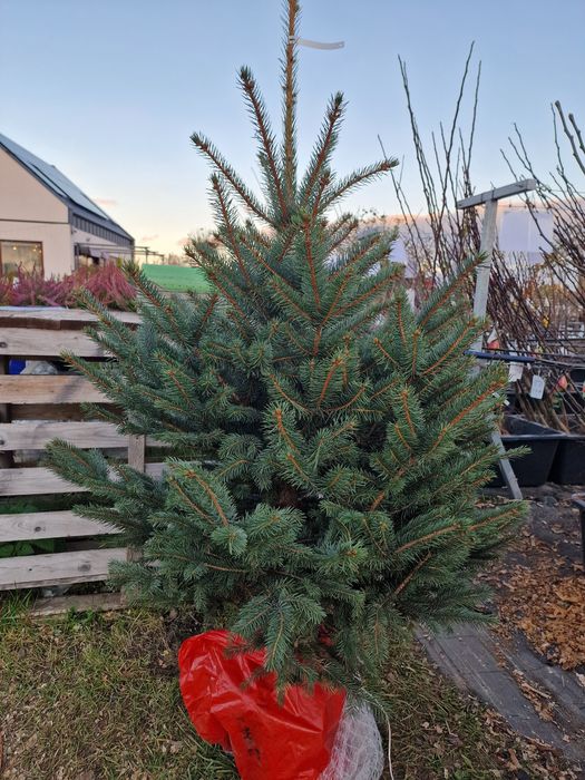 Świerk srebrny odmiana SBS  - uprawiany w donicy 100cm