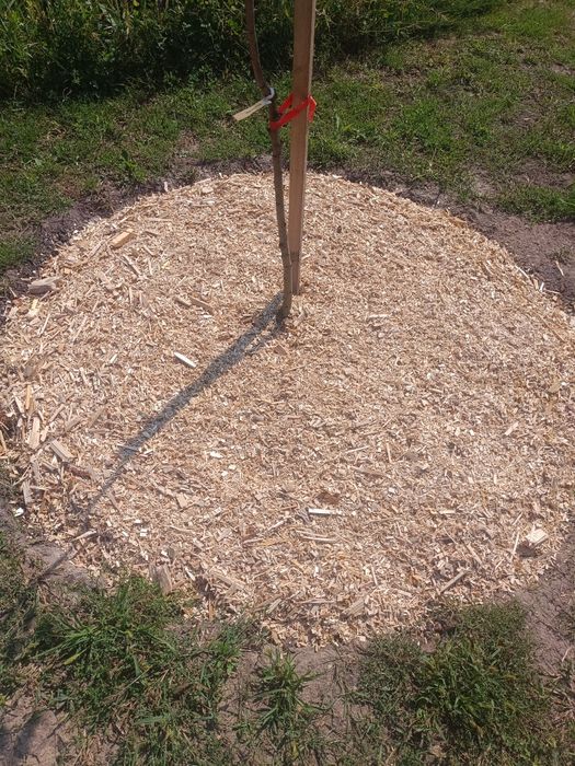 Zrębka ogrodowa .