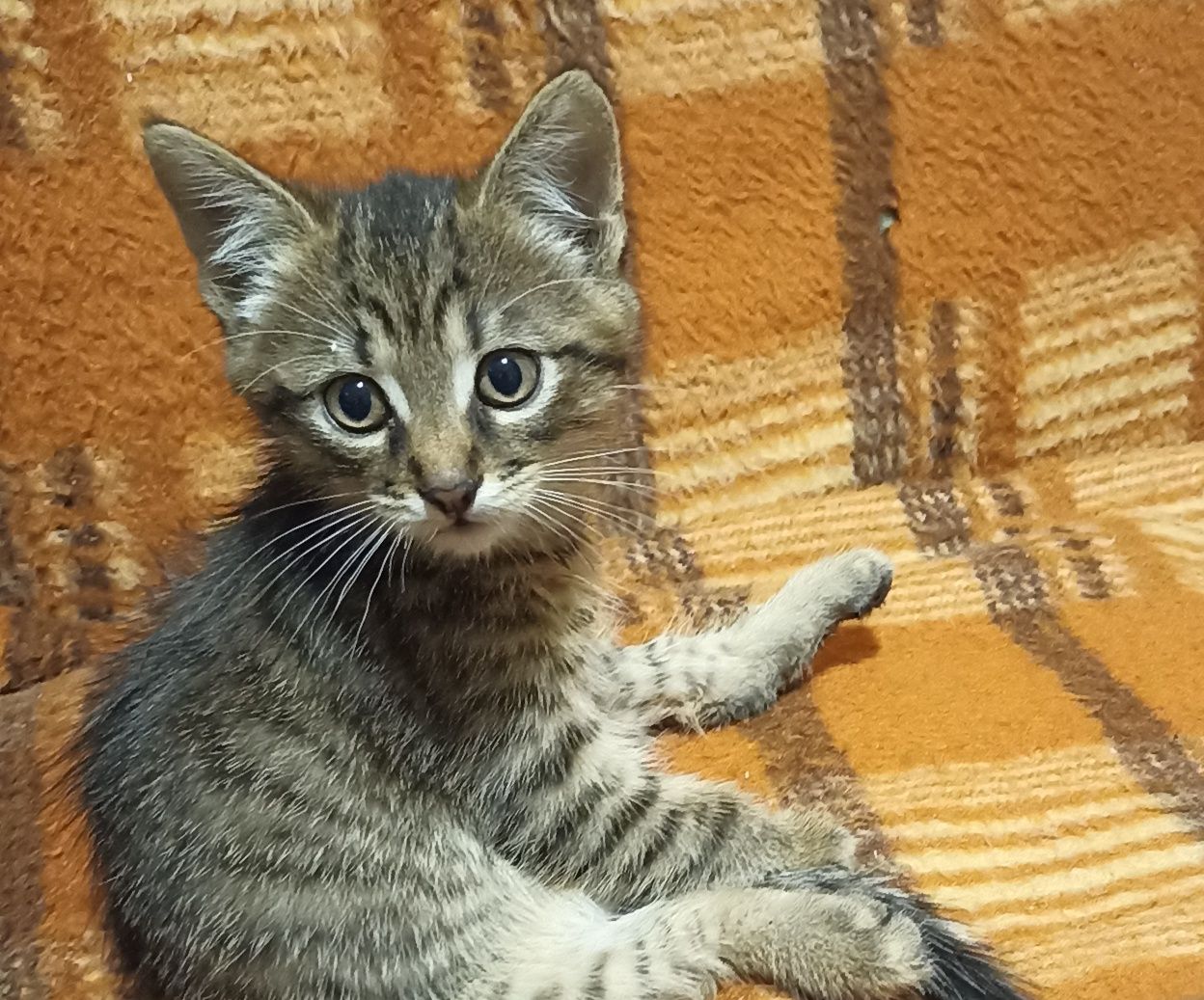 Відаємо безкоштовно кошенят