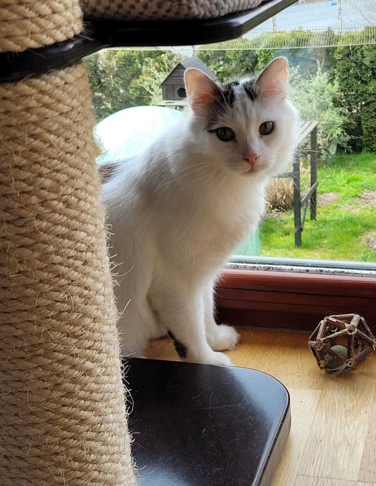 3 letni Fuks wypatruje wymarzonego domu