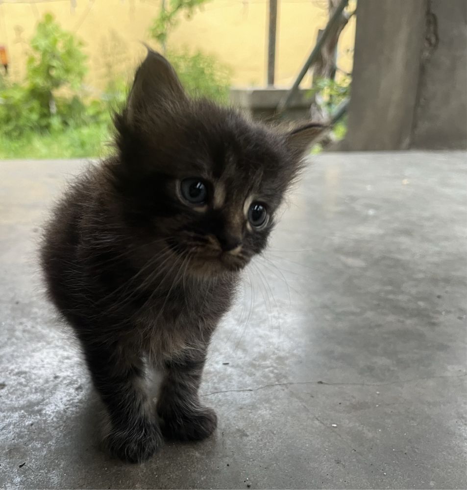 Віддам котиків (світла дівчинка, чорний хлопчик)