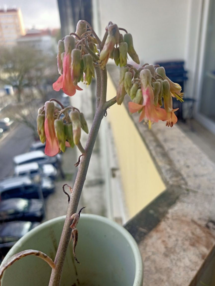 Planta mãe-de-mil (Kalanchoe daigremontiana)