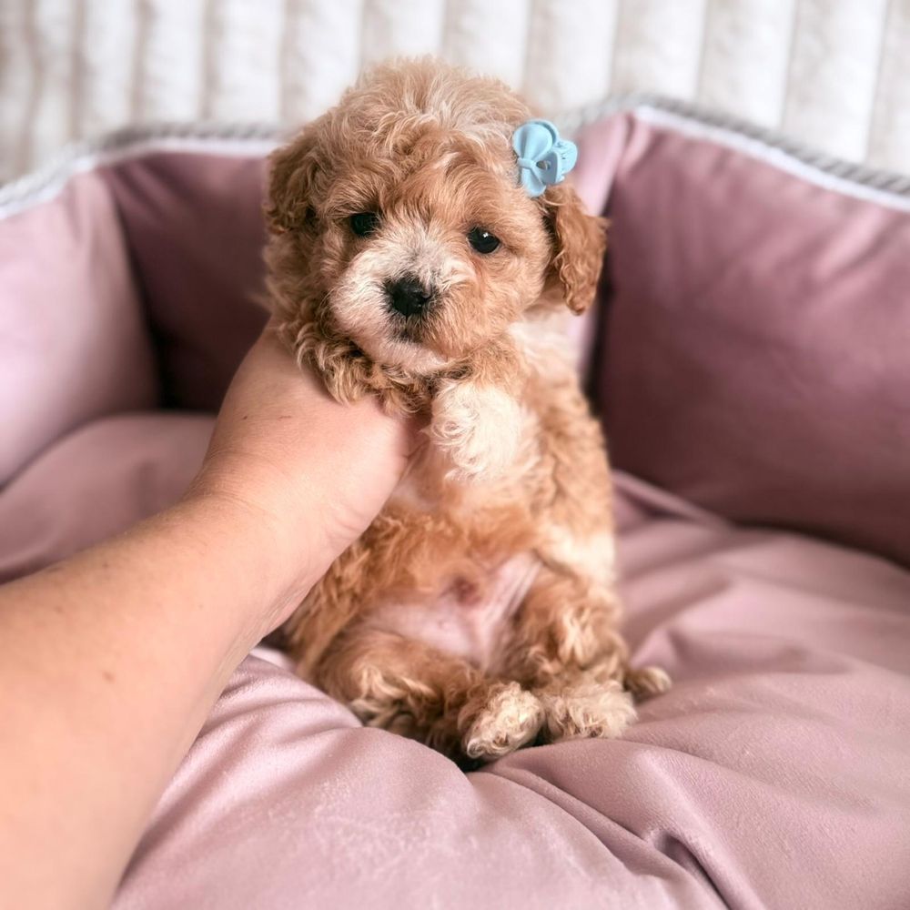 Maltipoo gotowy do odbioru