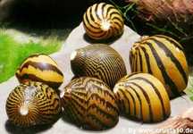 Ślimak zebra na glony