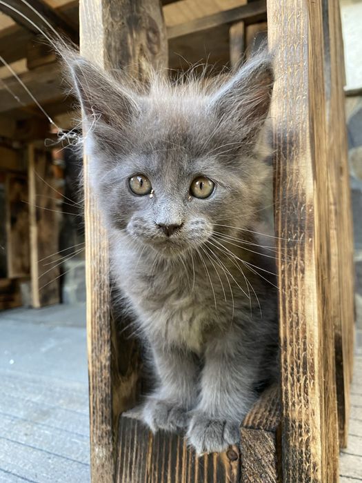 Кошенята мейн кун здорові і грайливі