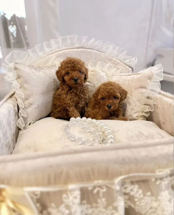 Щенята той пудель Ред браун хлопчик і дівчинка