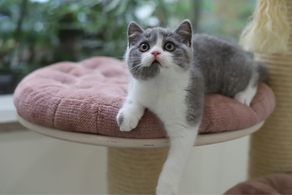 Macho British Shorthair  com LOP