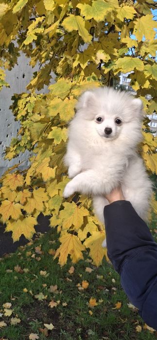 Блондинка, чудова шпiцуля, гарне малятко на долоню! Доставка, 4 мic.