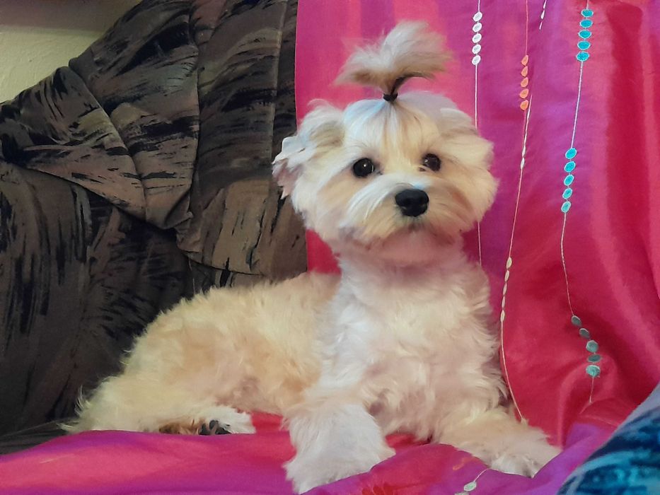 Ocean Pearl Yorkshire terrier ZHPR suczka KLARA