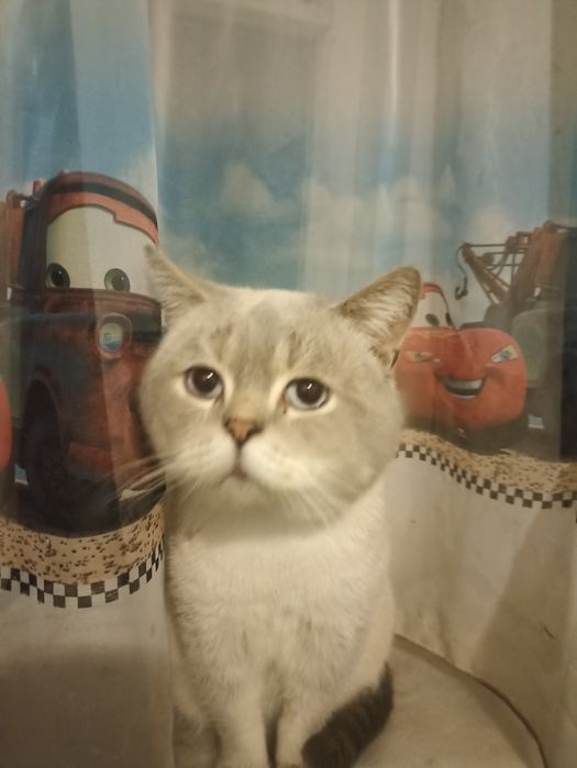 Шикарні шотландські кошенята