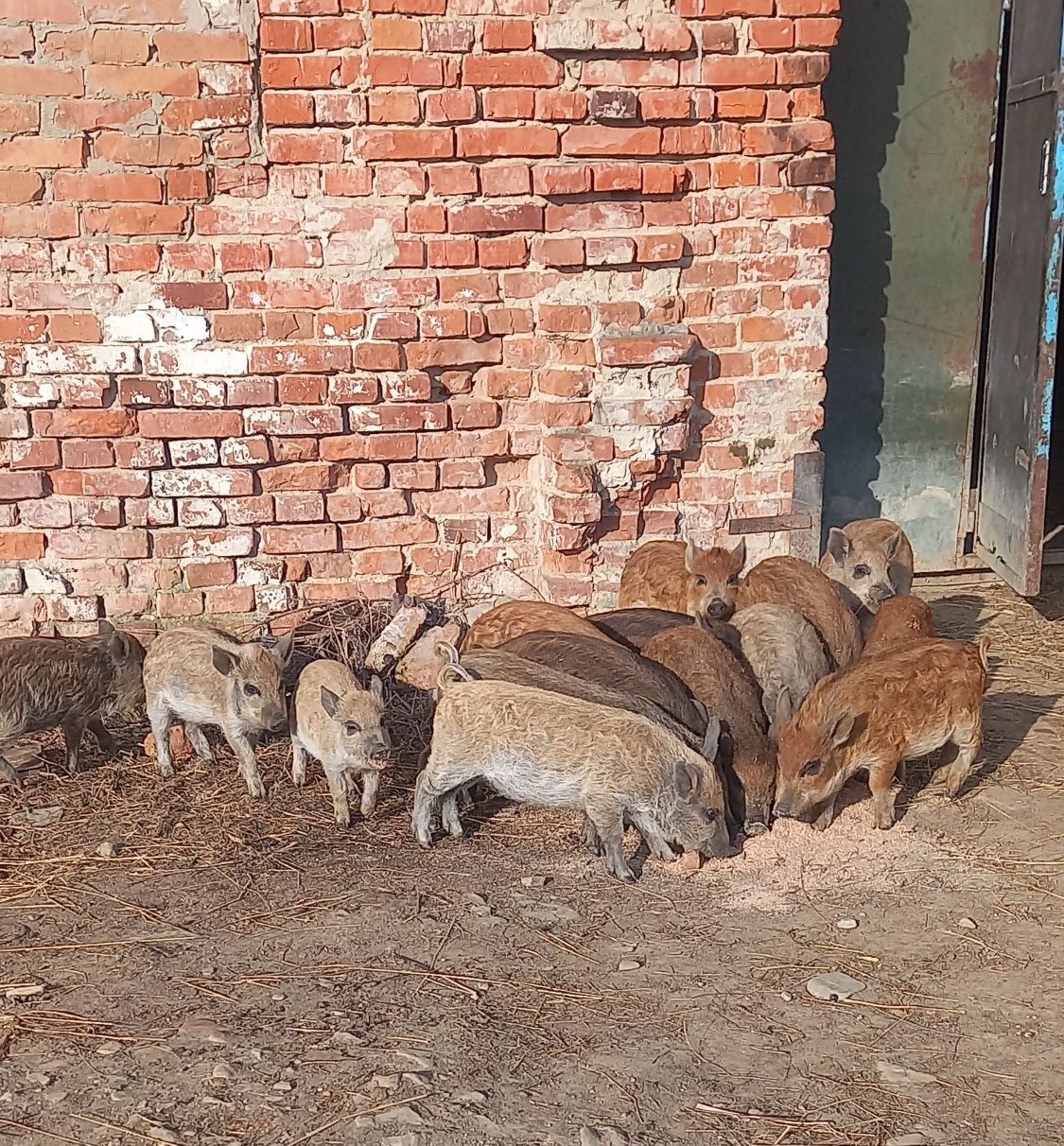 Продаються свині породи "Мангали"