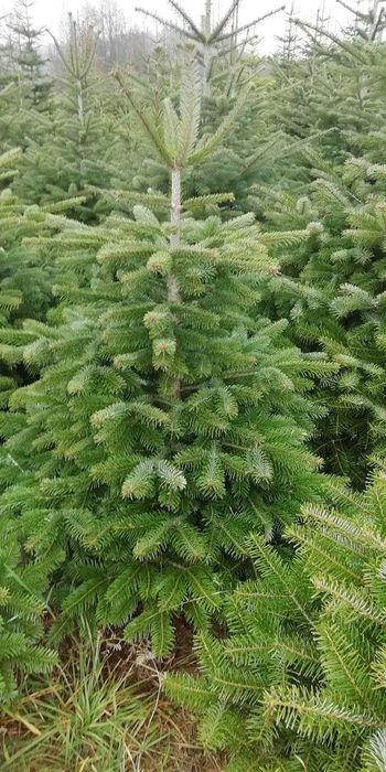 Choinka Jodła kaukaska 1 gatunek ścinana z pola