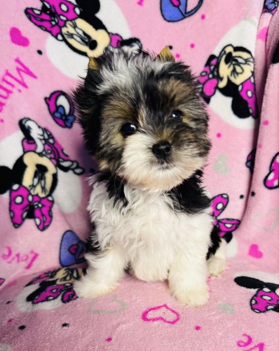 Piękna dziewczynka york biewer