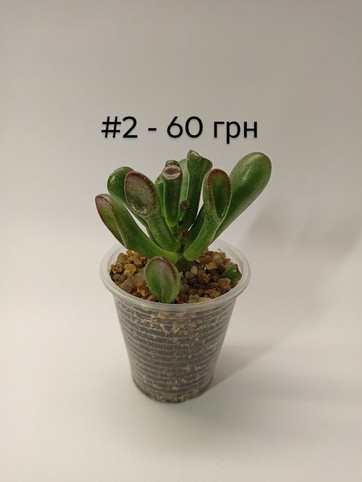 Сукулент Crassula Gollum