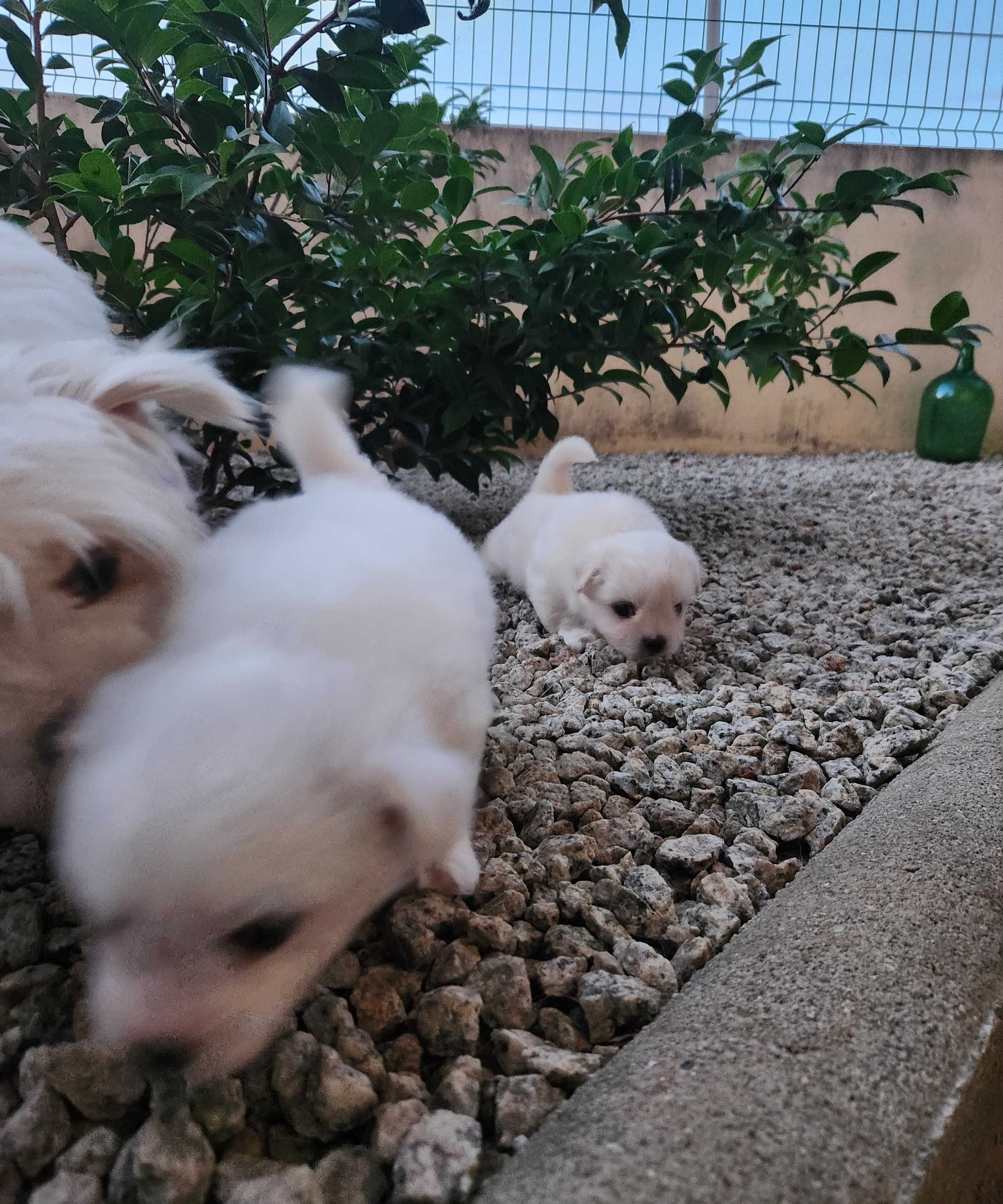 Bichon maltês pêlo liso macho