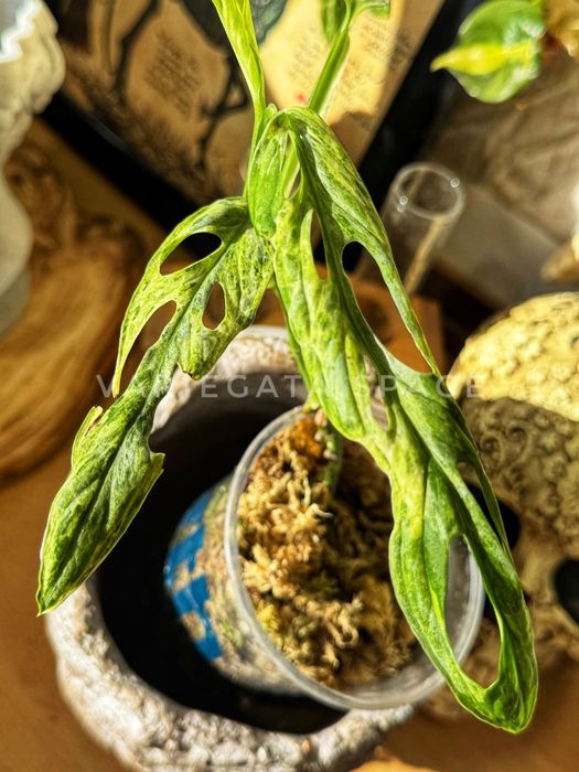 Monstera Adansonii Indonesian Marble variegata