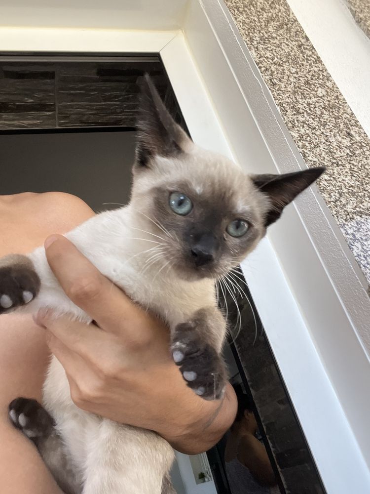2 gatinhas para adoçao