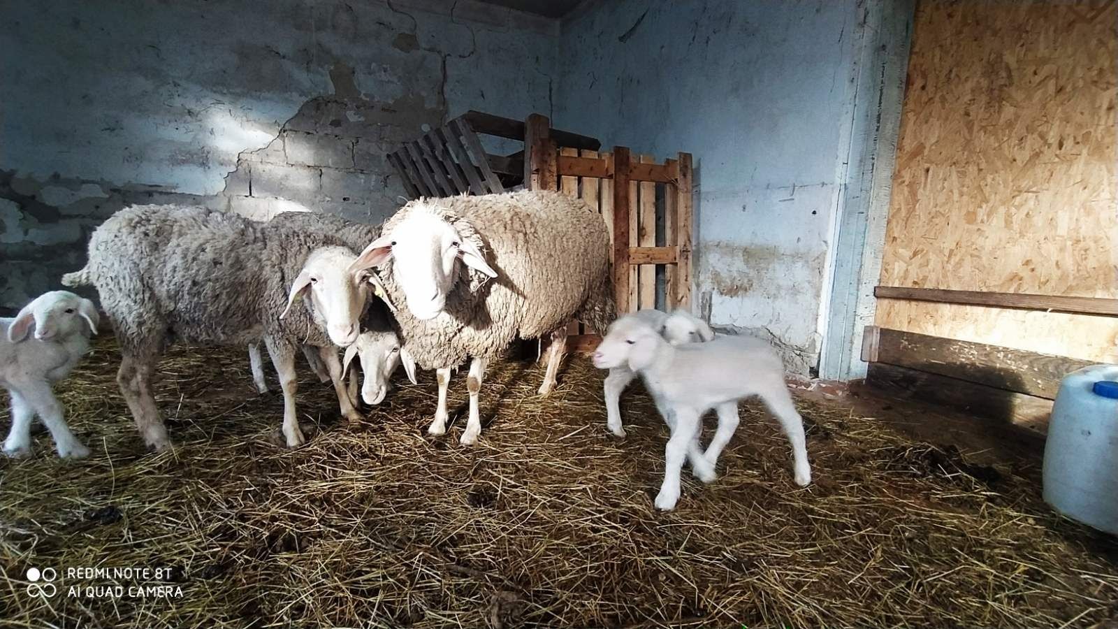 Продам вівці Меріноландшафт та ягнята