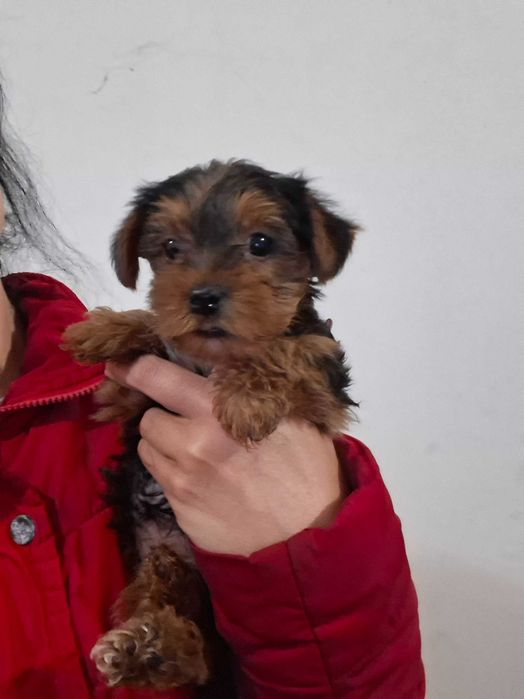 Yorkshire terrier femea linda