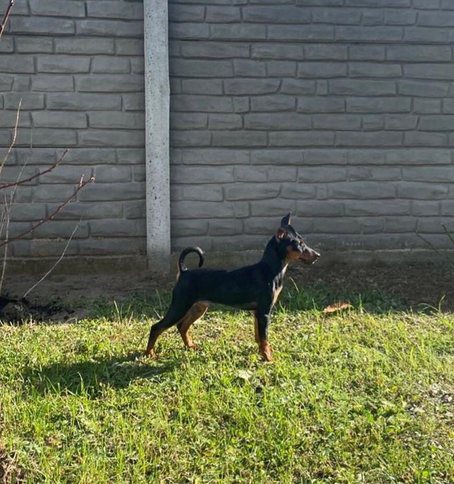 Цвергпінчер кабель