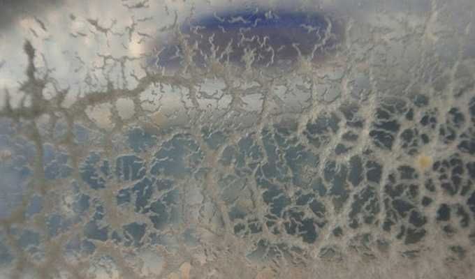 Żywy pokarm dla narybku - Węgorki "Nicienie Micro" 225 ml - wysyłka