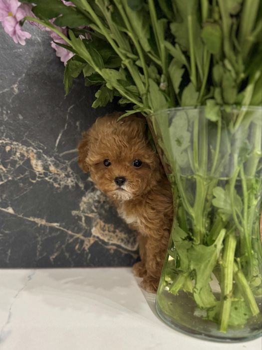 Красуня міні мальтіпу ф1. Ми в Луцьку.