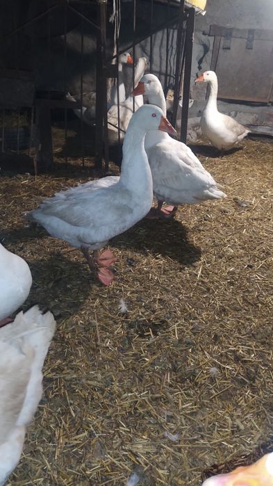 Гуси Мамути молоді і торішні