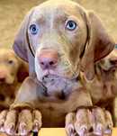 Weimaraner fêmea