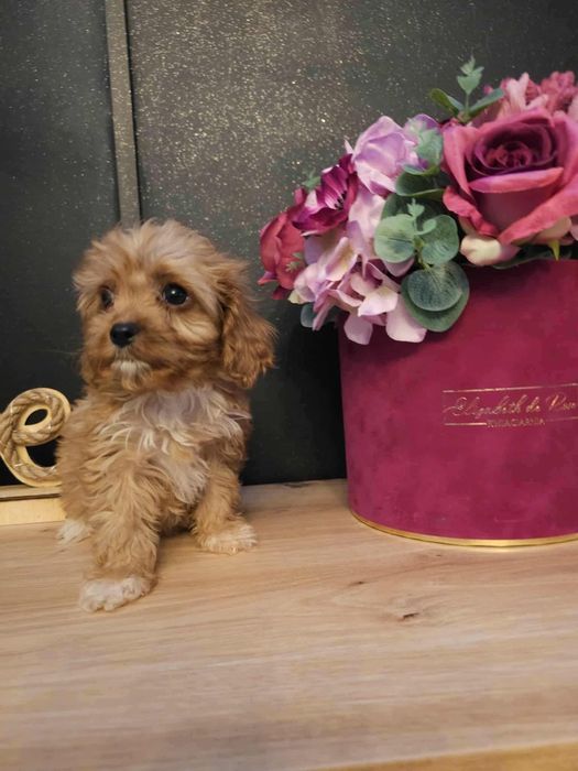 Cavapoo suczka do odbioru