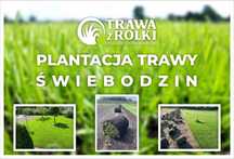 Trawa z rolki - PRODUCENT - Transport - Plantacja Świebodzin