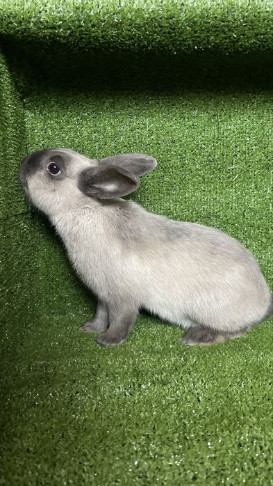 Кролик декоративный «Шиншила»