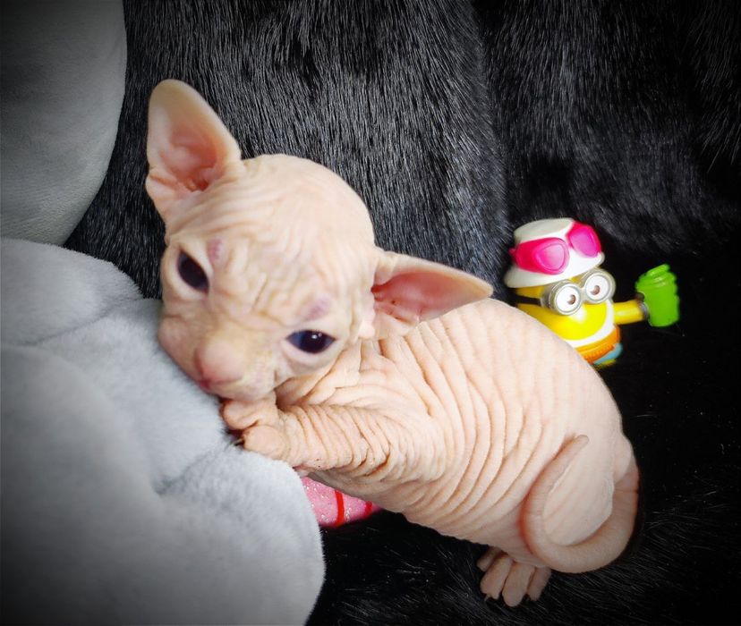 Канадский сфинкс мальчик клуб документы родословная WCF