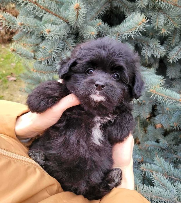 Супер пушистая толстушечка и милашка дизайн породы ПомаПу. Киевлянка