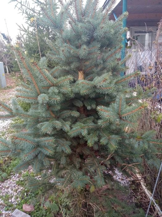 Sprzedam Duże drzewka świerku na święta