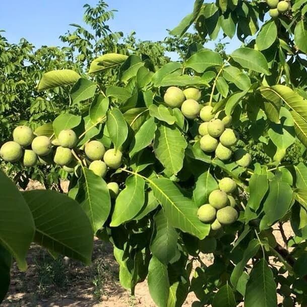 Саджанці сортового волоського горіха, саженцы грецкого ореха