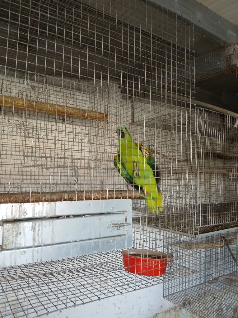 Papagaio aestiva
