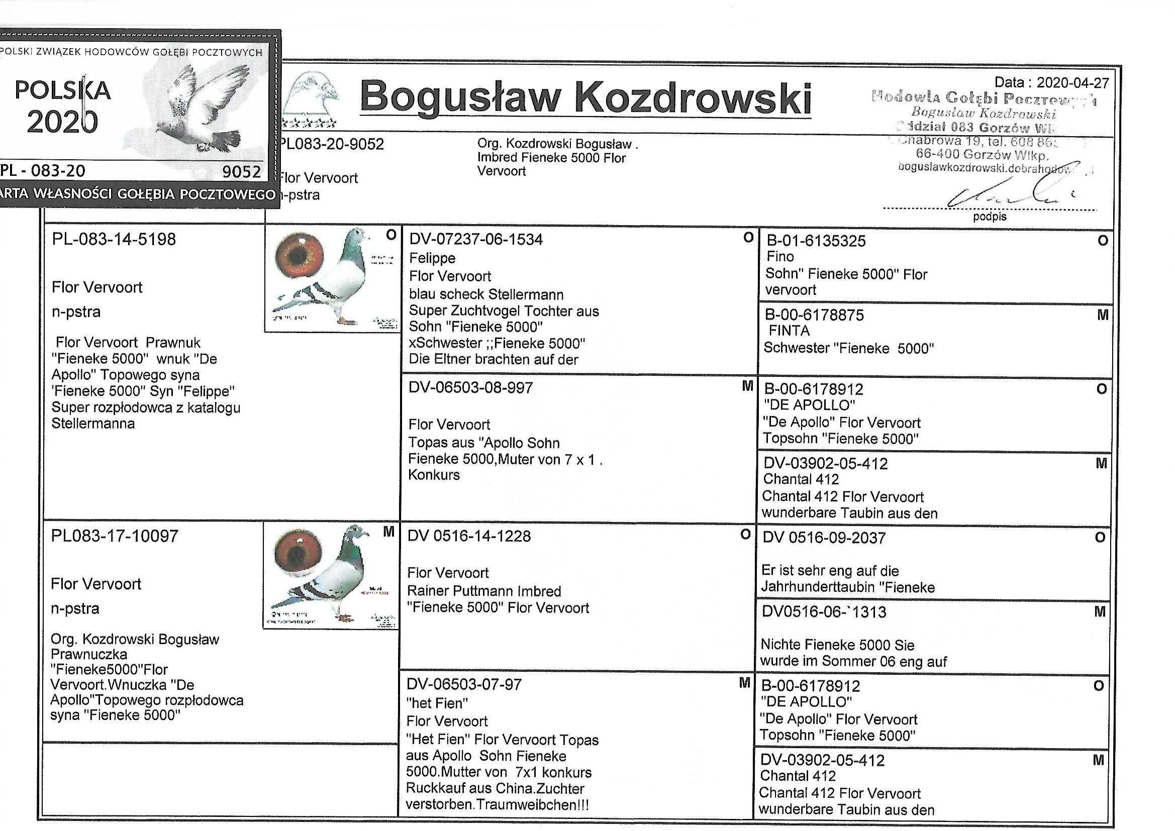 Gołębie pocztowe inbred FIENEKE 5000