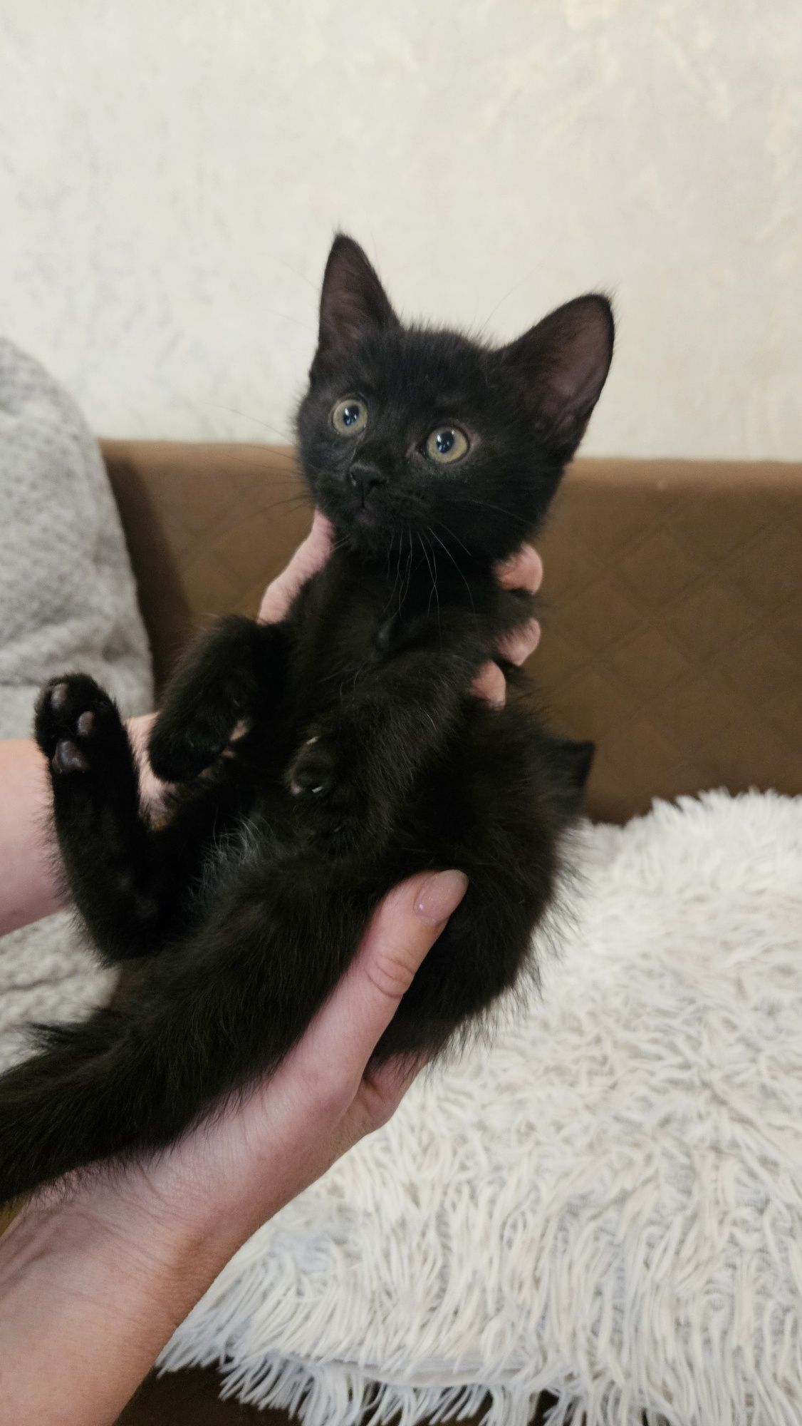 Котенята, котик, кішечка безкоштовно