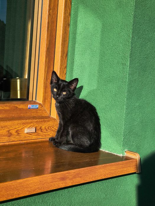 Oddam za darmo kotka