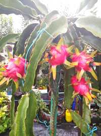 Plantas pitayas branca